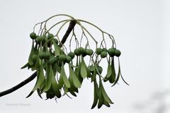 Gyrocarpus americanus